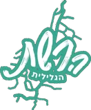 הרשת הגלילית